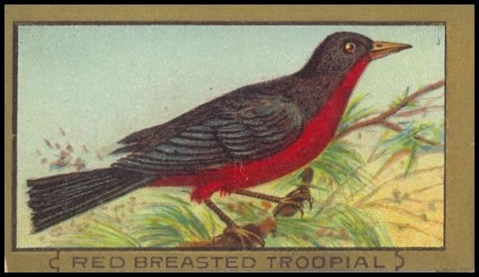 86 Red Breasted Troopial